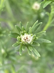Symphyotrichum ciliatum