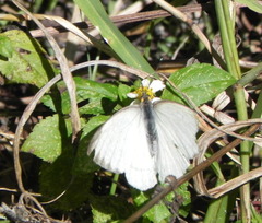 Ascia monuste phileta