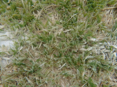 Halophila