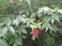 Sambucus sibirica