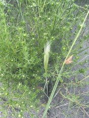 Symphyotrichum ciliatum