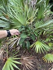 Clerodendrum quadriloculare