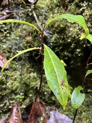 Drimys granadensis