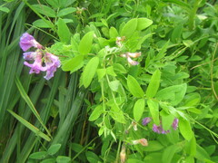 Vicia amoena