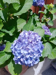 Hydrangea macrophylla