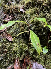 Drimys granadensis