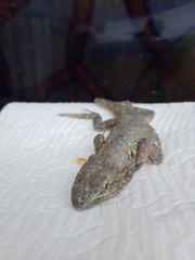 Sceloporus anahuacus