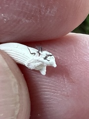 Crypticerya genistae