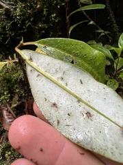 Drimys granadensis