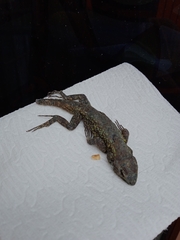 Sceloporus anahuacus