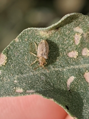 Monoxia obesula