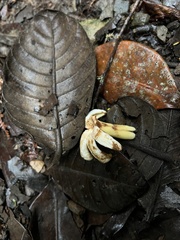 Ladenbergia macrocarpa