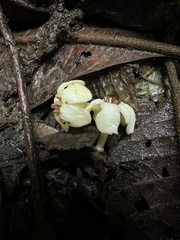 Aegiphila bogotensis