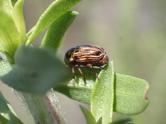 Cryptocephalus spurcus