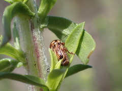 Cryptocephalus spurcus