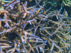 Acropora muricata