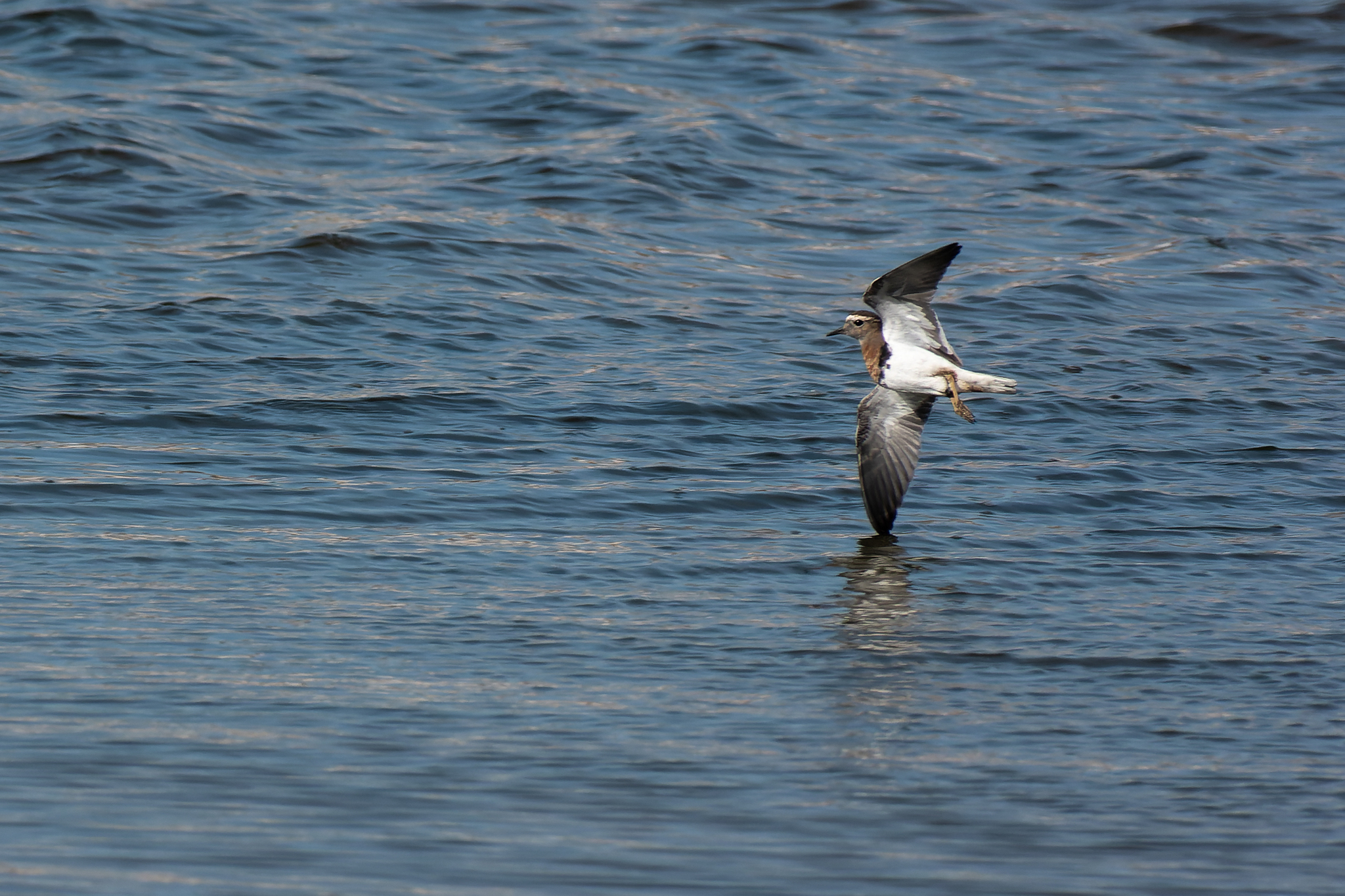 Rufous-chested Dotterel (Zonibyx modestus)