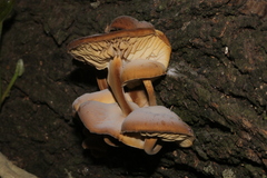 Agaricales