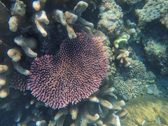 Acropora millepora