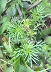 Tagetes filifolia