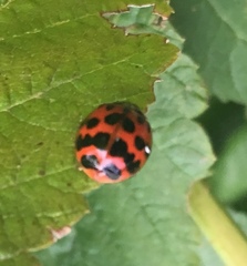 Harmonia axyridis