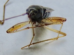 Cnemodus mavortius