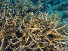 Acropora muricata