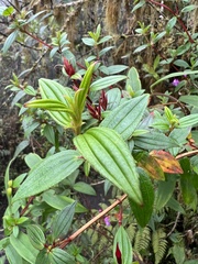 Monochaetum meridense