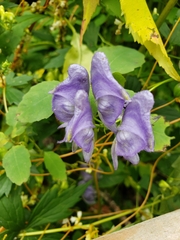 Aconitum uncinatum