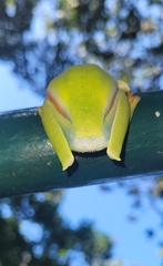 White-Banded Tree Frog photo 3