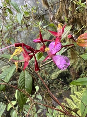 Monochaetum meridense