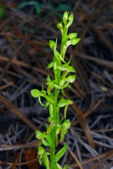 Platanthera brevifolia