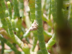 Mistharnophantia