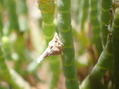 Mistharnophantia