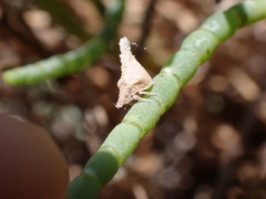 Mistharnophantia