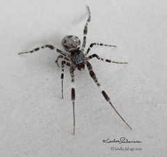 Zosis geniculata