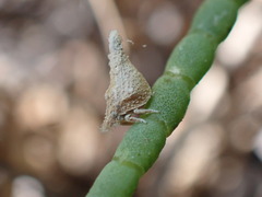 Mistharnophantia