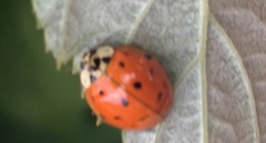 Harmonia axyridis