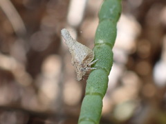 Mistharnophantia