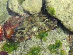 Callinectes marginatus