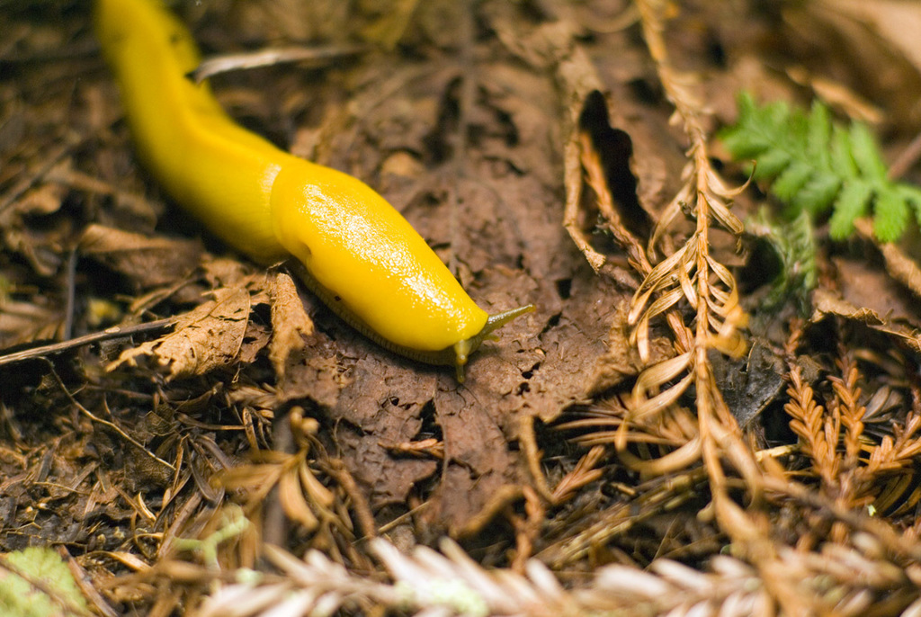 California Banana Slug (Serpentine Soil Communities of Marin County ...