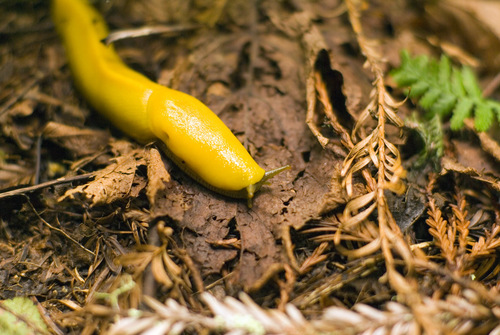 California Banana Slug