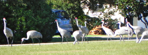 Grus canadensis image