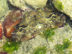 Callinectes marginatus