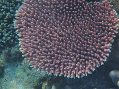Acropora millepora
