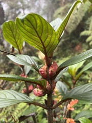 Glossoloma ichthyoderma