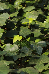 Hedera