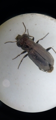 Notiophilus sylvaticus