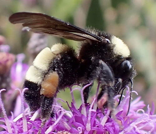 American Bumble Bee photographed in Mississippi