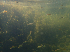 Ptychocheilus grandis